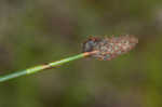 Southern umbrella sedge